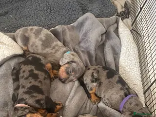 Dachshund dogs Tri silver dapple dachshunds ❤️ - Advert 6