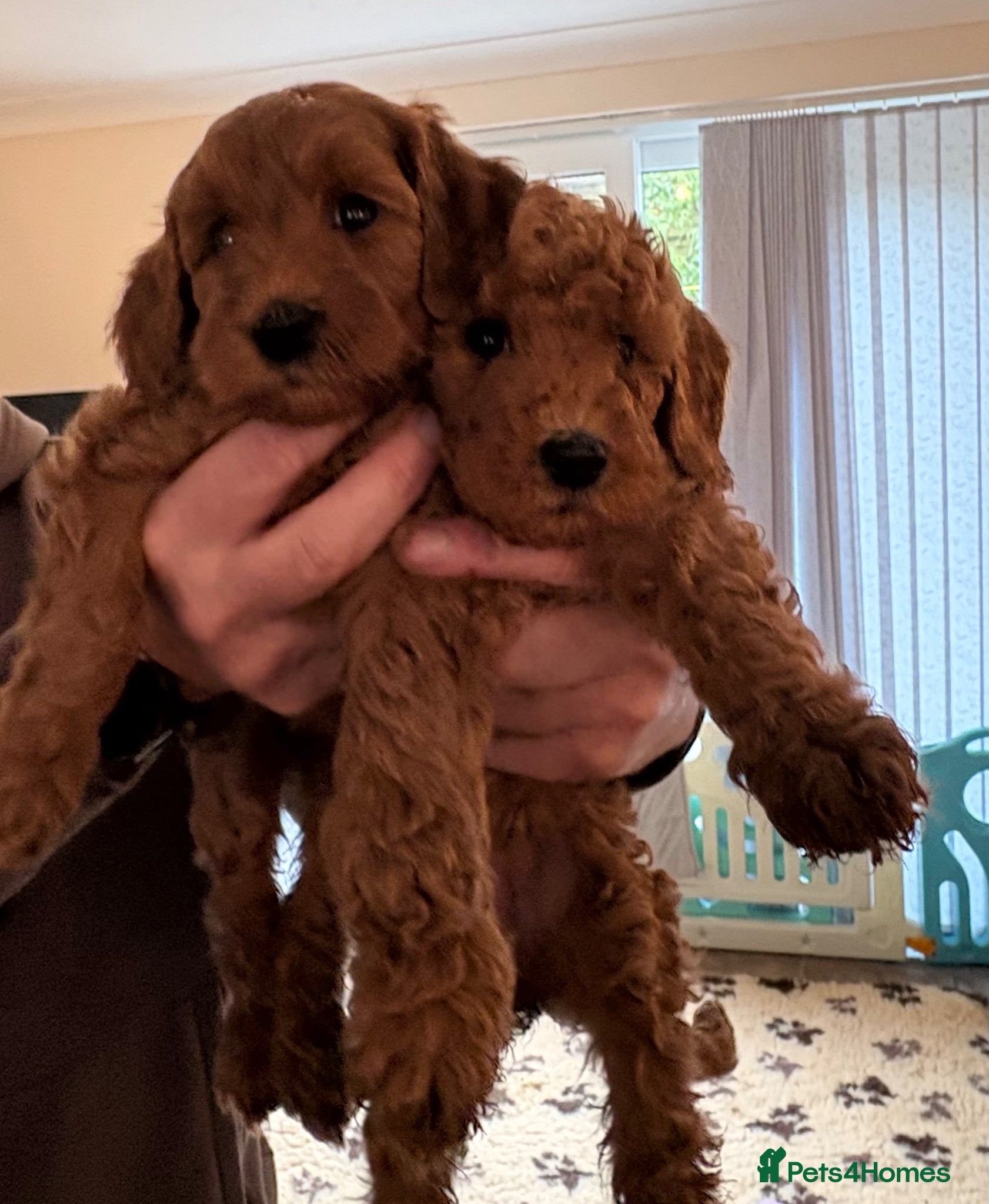 Mini Goldendoodle dogs 🌟Gorgeous Mini Goldendoodles🌟 - Advert 2