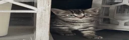 Turkish Angora cats for sale: Mixed Male Turkish Angora / Tabby Kitten  - Advert 4