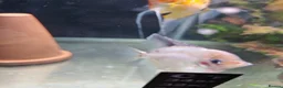 Angelfish fish for sale: Loads angelfish , breeding pairs - Advert 9