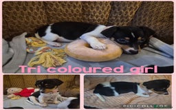 Jack Russell dogs for sale: 4 beautiful jack russell puppies now available. - Image 5