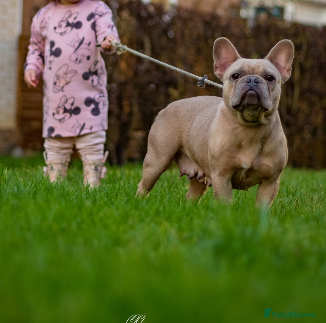 French Bulldog dogs for sale:  8 Gorgeous lap warmers 🐶  - Advert 2
