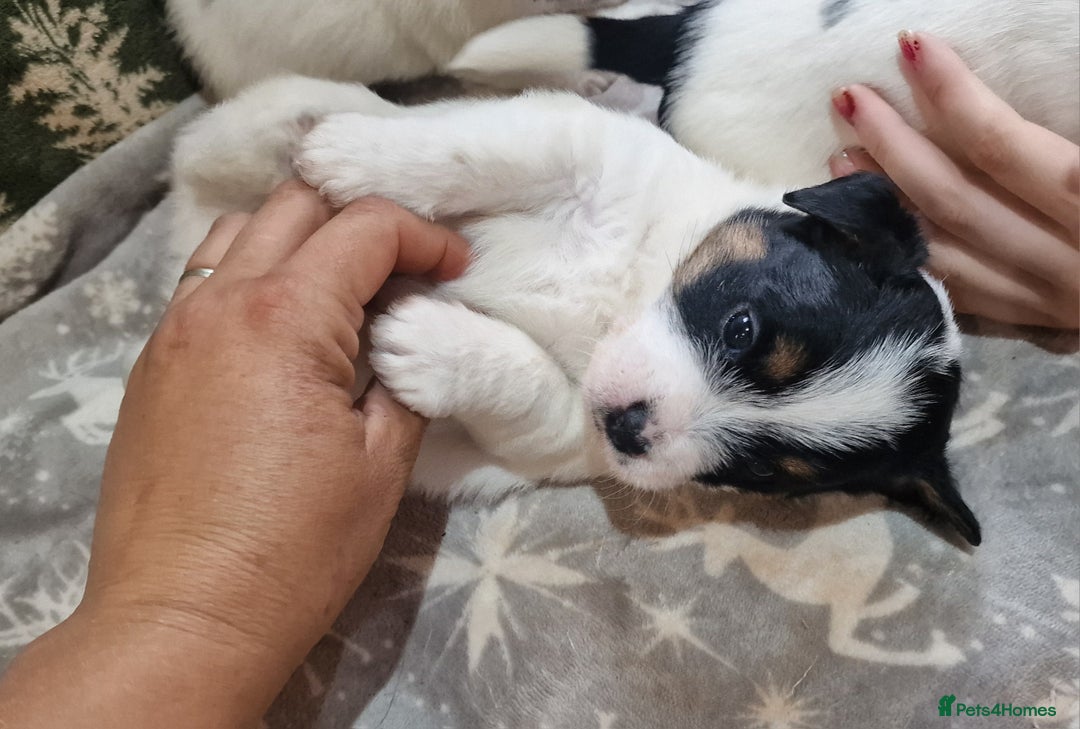 Jack Russell dogs for sale: KC Reg Jack Russell Pups,Parents DNA health tested - Image 19