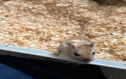 Gerbil rodents for sale: 2 male gerbils  - Advert 6
