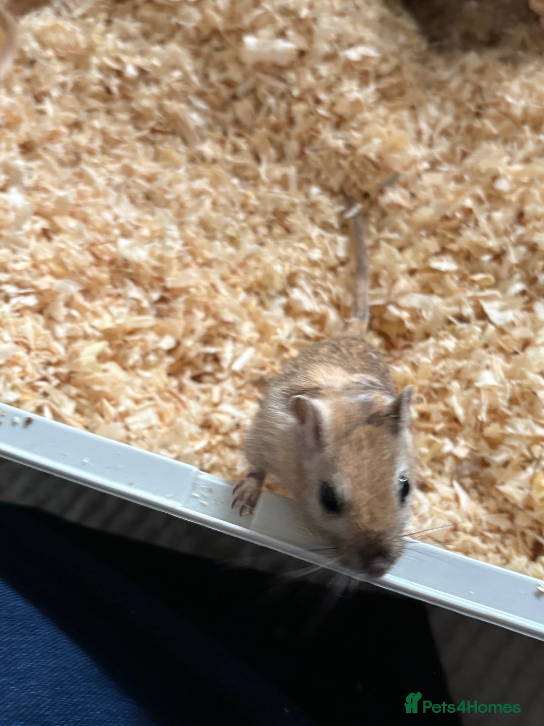 Gerbil rodents for sale: 2 male gerbils  - Advert 6