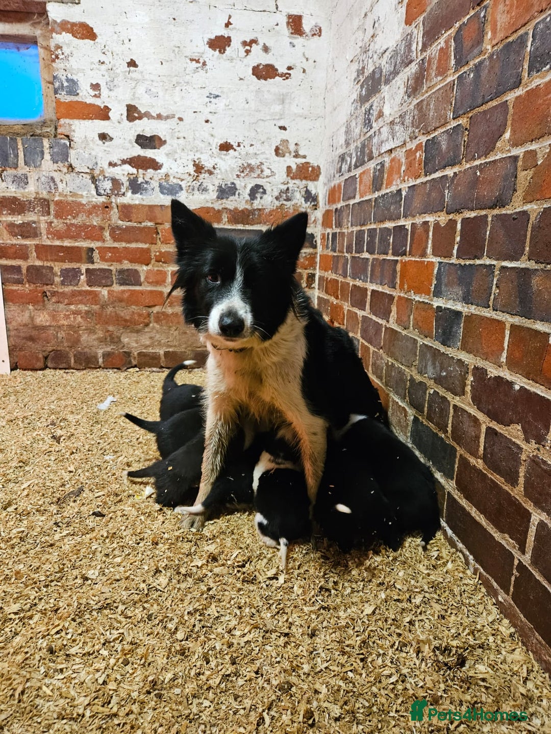 Border Collie dogs for sale: Border Collie puppies for sale  - Advert 12