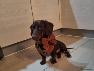 Dachshund dogs in Romford - Advert 3