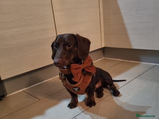 Dachshund dogs *STUD* mini in Romford - Advert 9