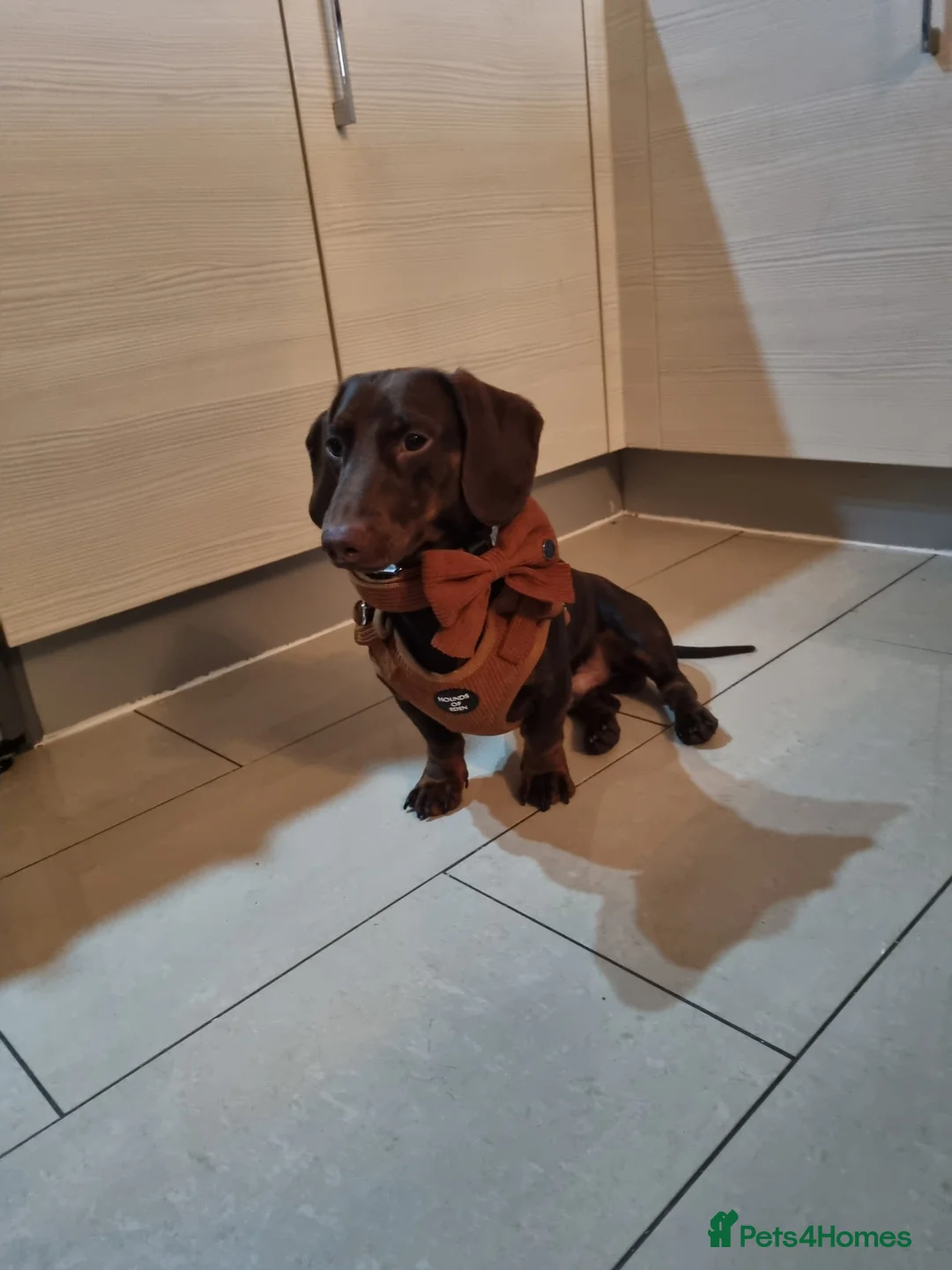 Dachshund dogs for stud: *STUD* mini in Romford - Advert 1