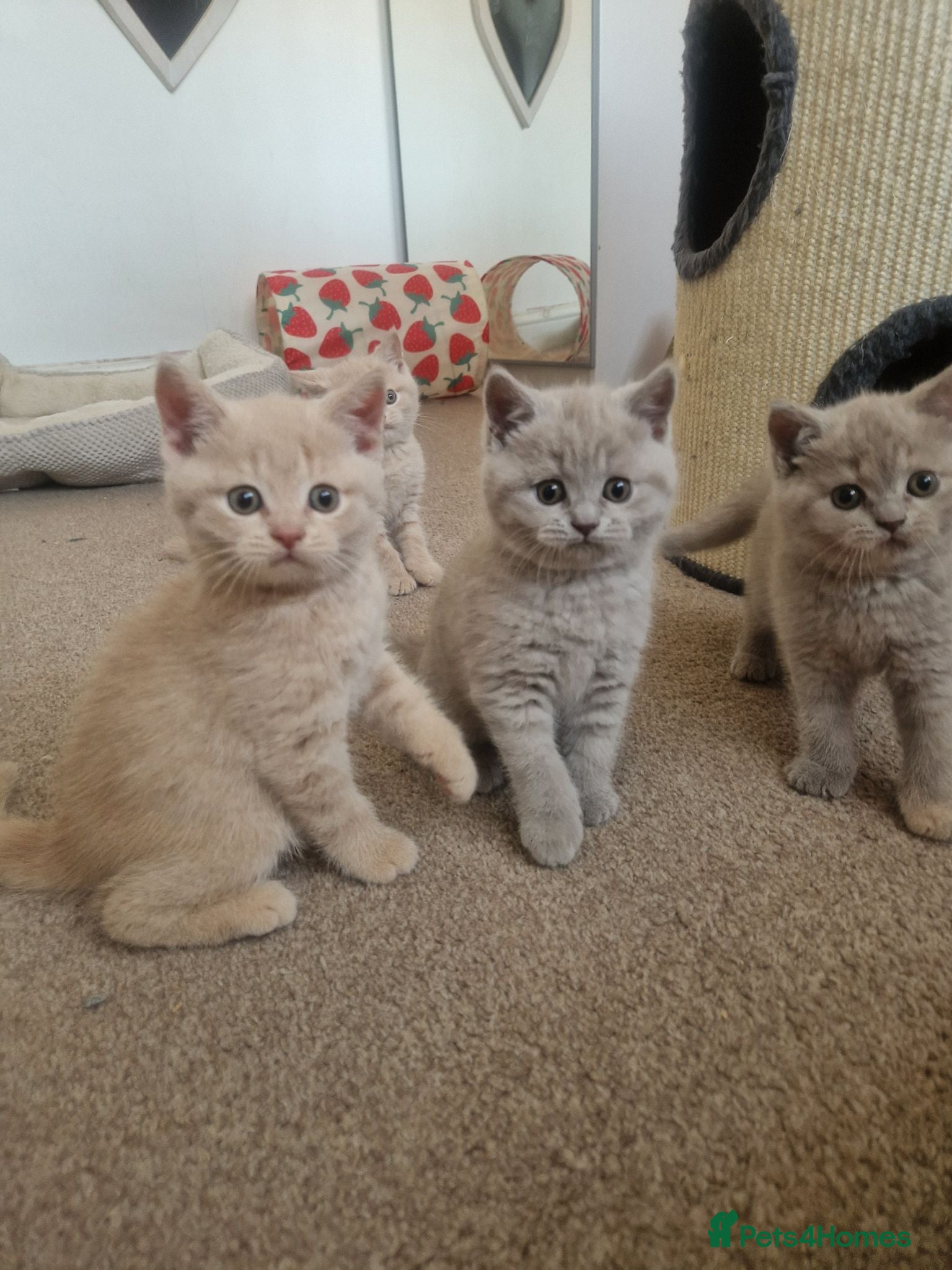 British Shorthair cats Beautiful British Shorthair Kittens 😻 - Advert 2