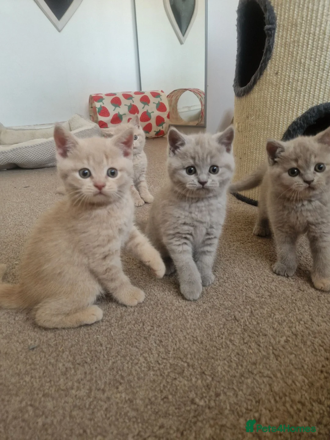 British Shorthair cats for sale: Beautiful British Shorthair Kittens 😻 - Advert 2