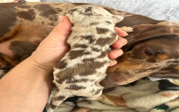 Dachshund dogs for sale: BEAUTIFUL Miniature Dachshund's  - Image 6