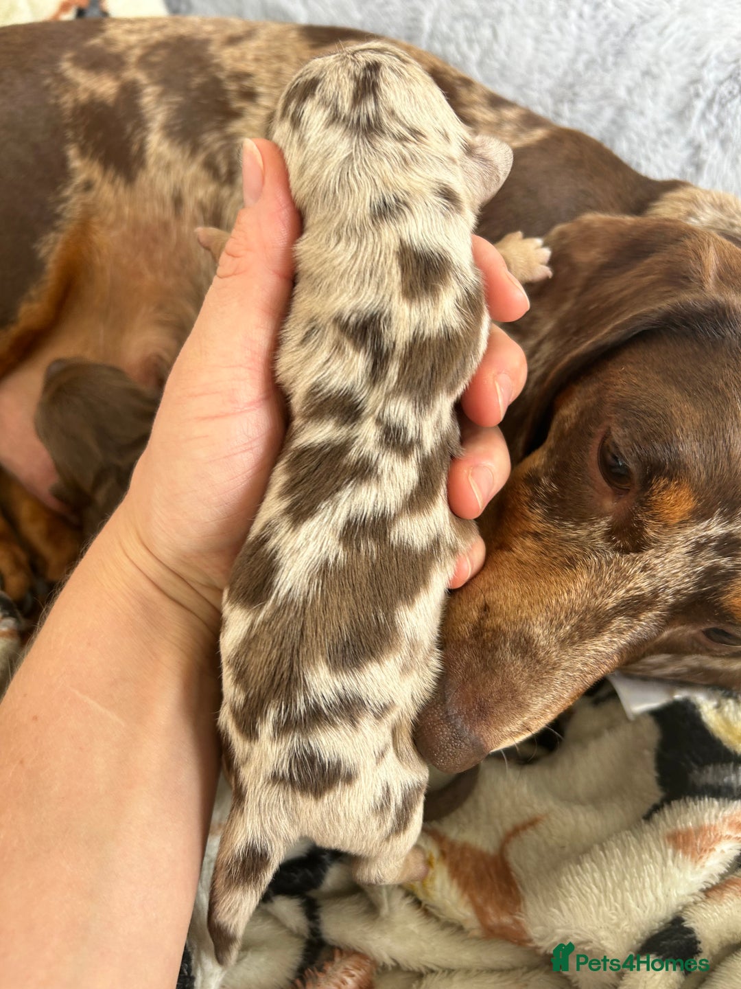 Dachshund dogs for sale: BEAUTIFUL Miniature Dachshund's  - Image 6