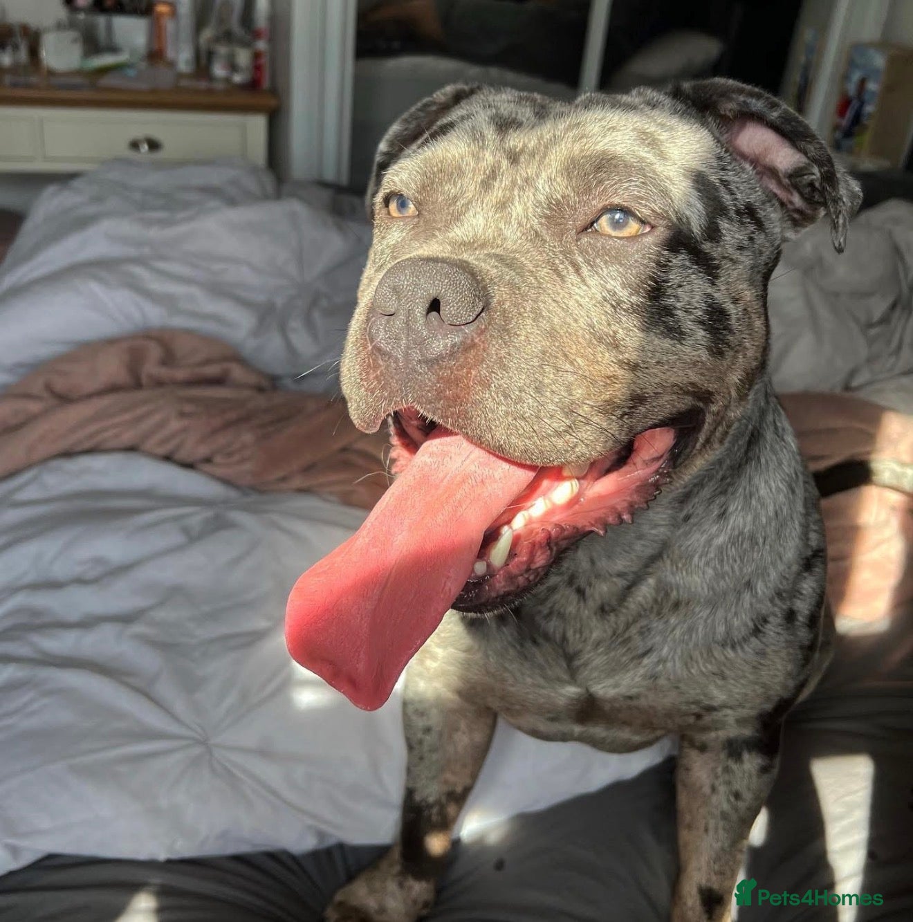 Mixed Breed dogs Our gorgeous Ghost - Advert 7