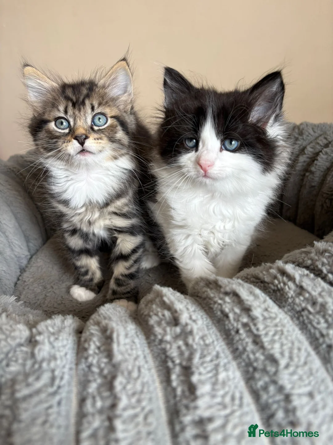 Mixed Breed cats for sale: Fluffy Male Kittens Maine Coon Cross  in Selby - Advert 1