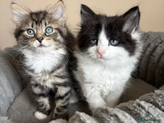 Mixed Breed cats Fluffy Male Kittens Maine Coon Cross - Advert 2