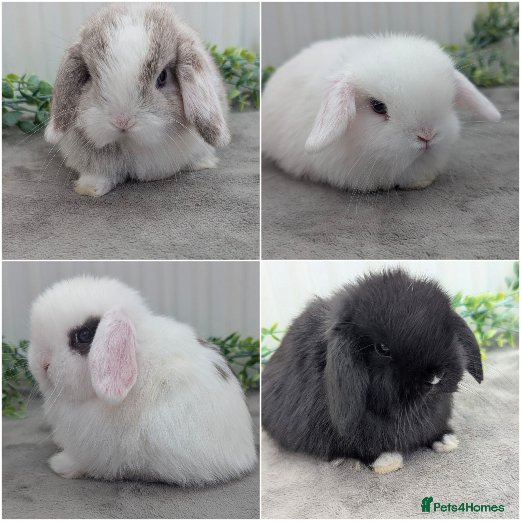 Mini Lop rabbits Mini lops ready to reserve - Advert 7