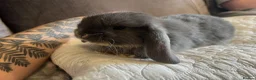 Mini Lop rabbits for sale: Mixed mini lops - Advert 6