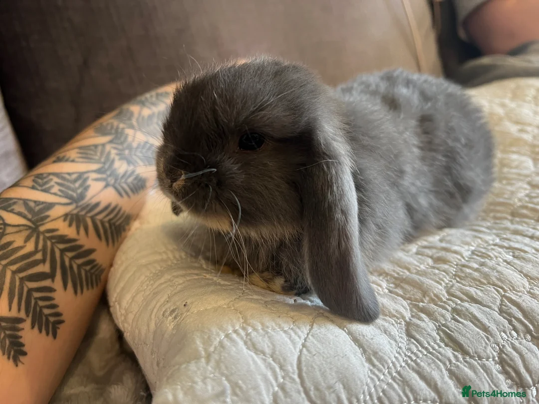 Mini Lop rabbits for sale: Mixed mini lops - Advert 2