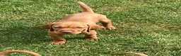 Hungarian Vizsla dogs for sale: Hungarian Vizsla Puppies in Andover - Advert 6