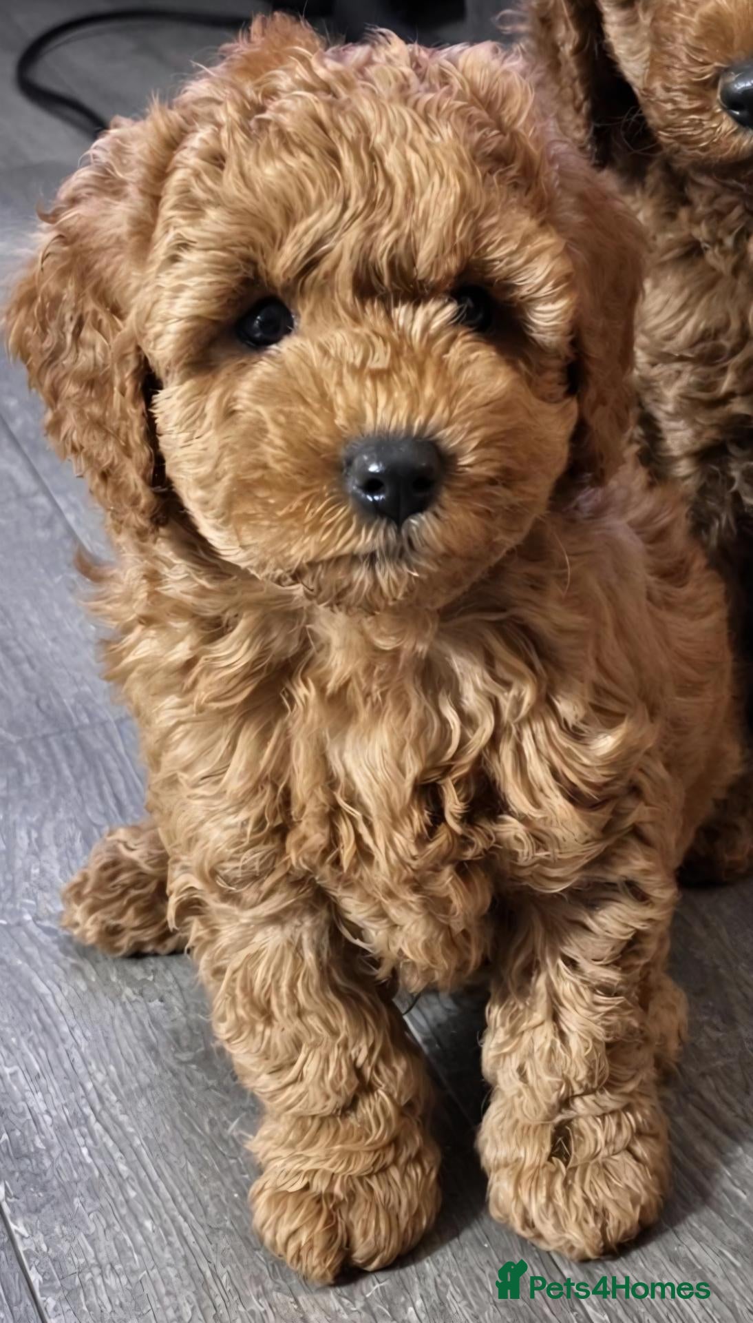 Cockapoo dogs cockapoo pups for sale - Advert 17