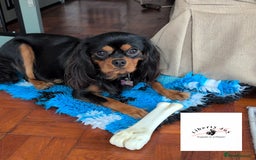 Cavalier King Charles Spaniel dogs for stud: KC Black & Tan Cavalier STUD. DNA & Health Tested - Image 2
