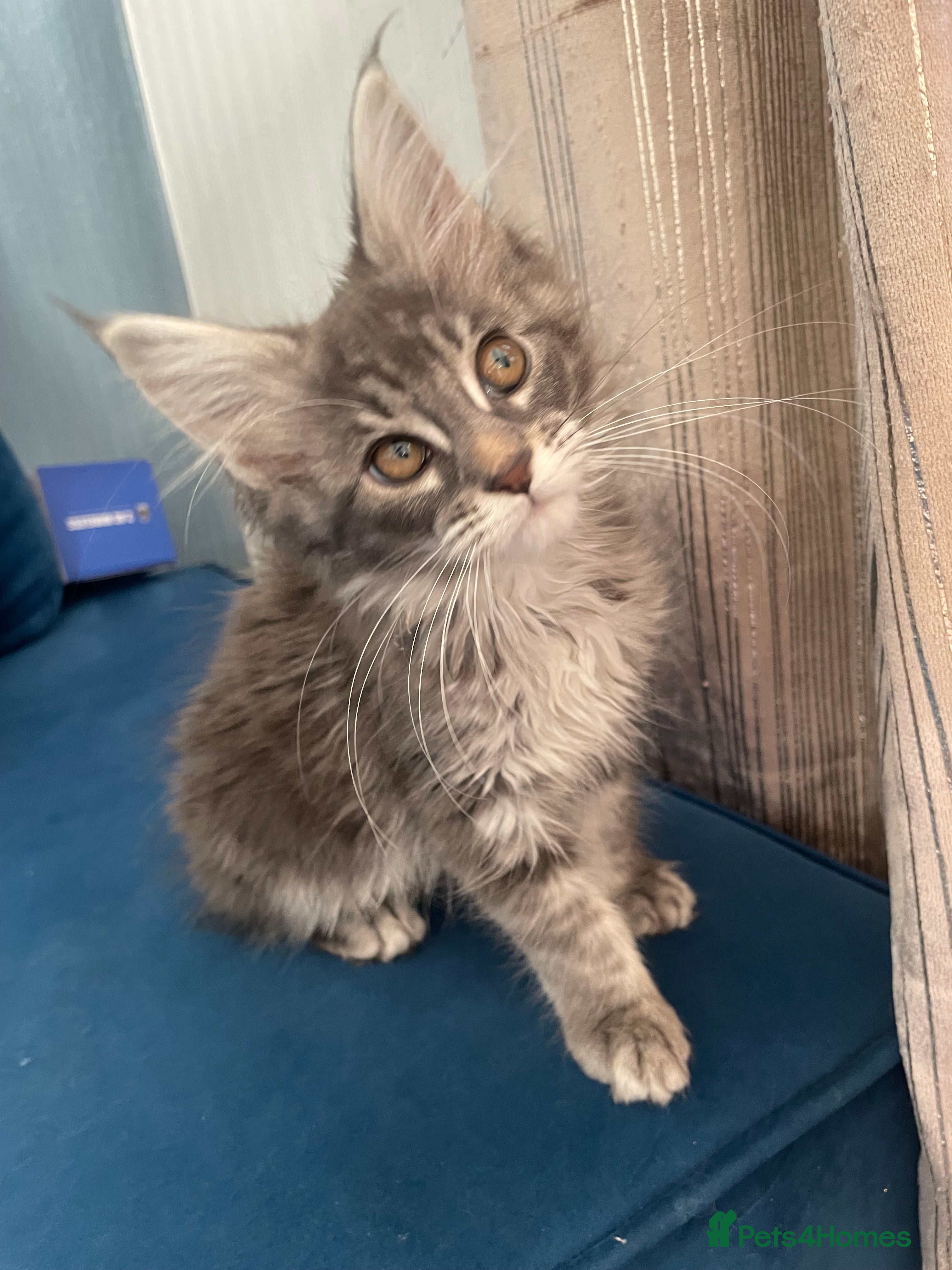 Maine Coon cats  3 beautiful pedigree Maine coon kittens  - Advert 2