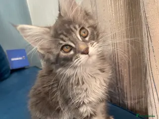 Maine Coon cats 3 beautiful pedigree Maine coon kittens - Advert 2