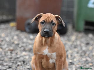 Mixed Breed dogs Bullherders top working lines - Advert 2