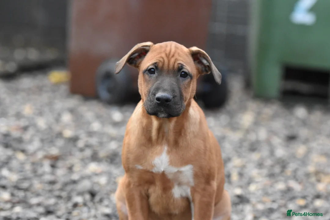 Mixed Breed dogs for sale: Reduced bullherders proven lines  - Advert 3