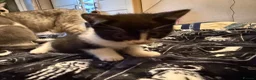 British Shorthair cats for sale: Kittens ready for a new home  - Advert 19