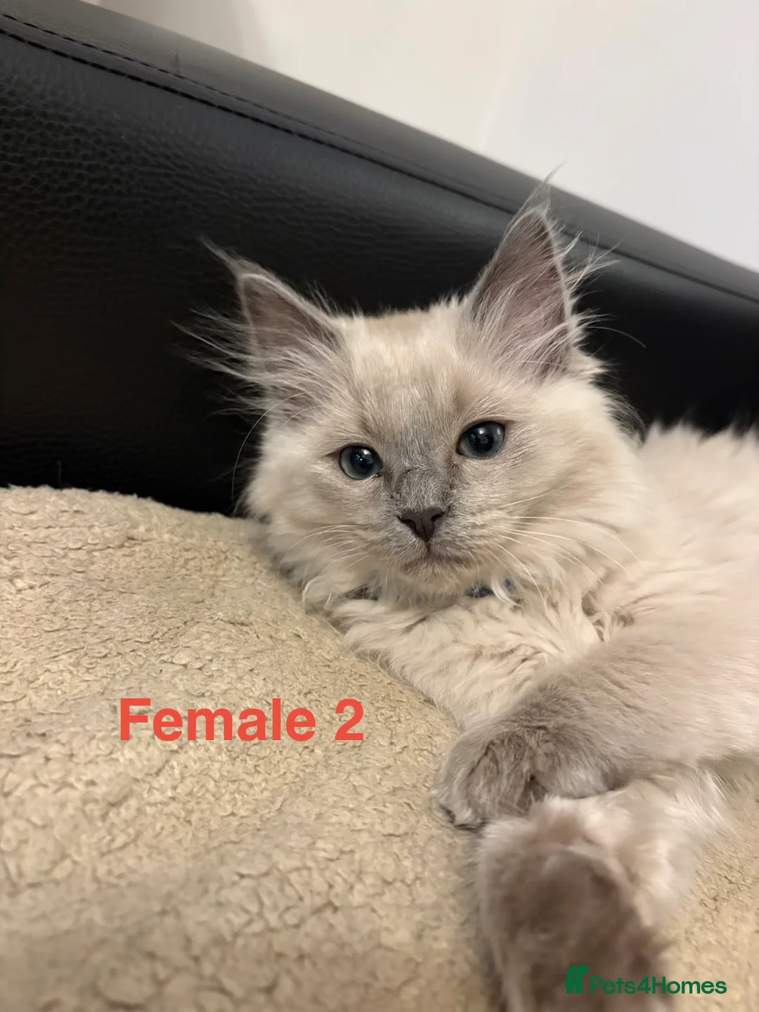 Ragdoll cats for sale: Six Ragdoll Kittens For Sale  - Advert 20