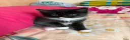 Mixed Breed cats for sale: Ragdoll and longhair  mix breed kittens  in London - Advert 4