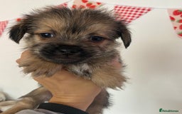 Mixed Breed dogs for sale: Shitzu x Jack Russell puppies  - Image 7