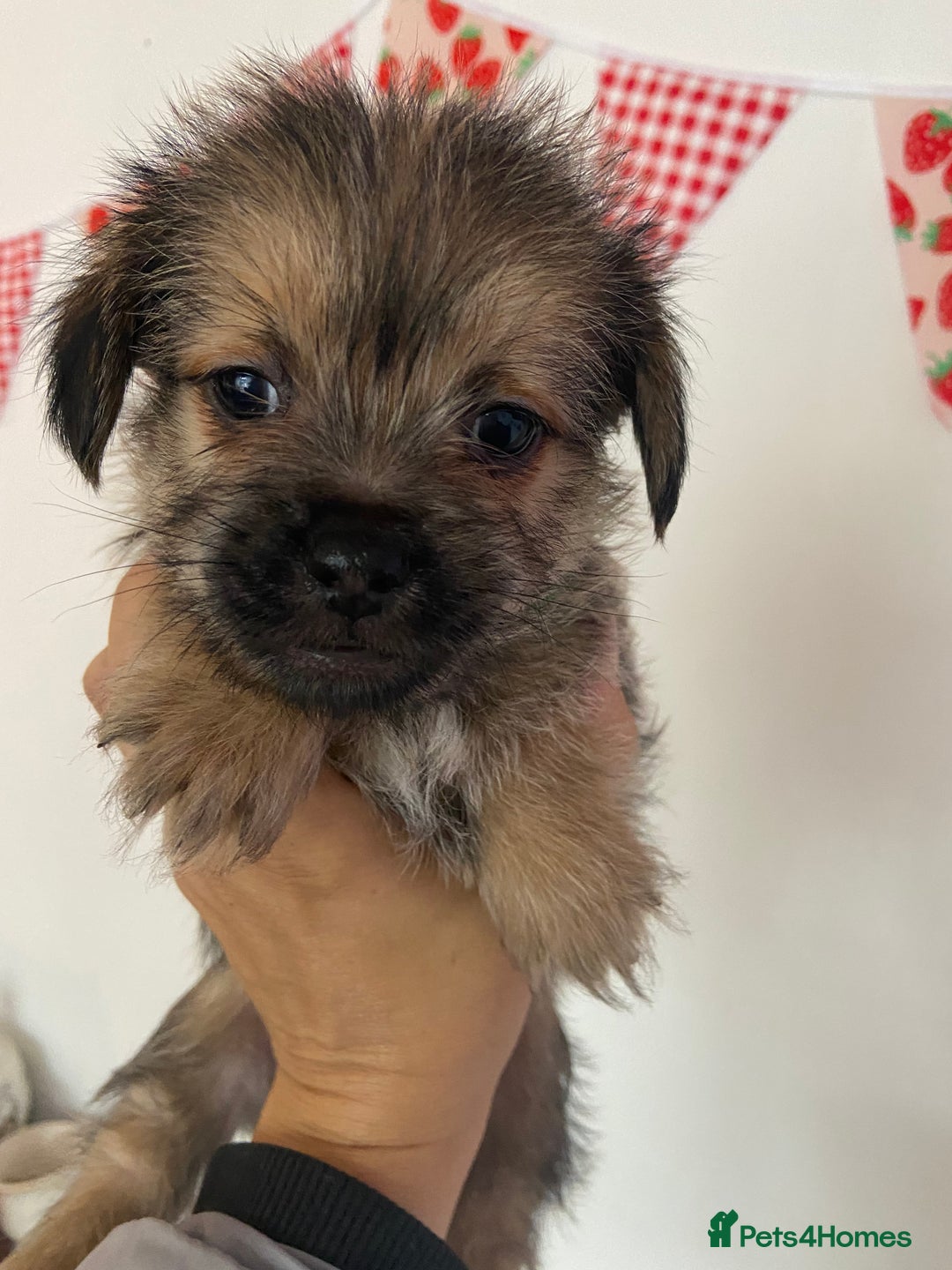 Mixed Breed dogs for sale: Shitzu x Jack Russell puppies  - Image 7