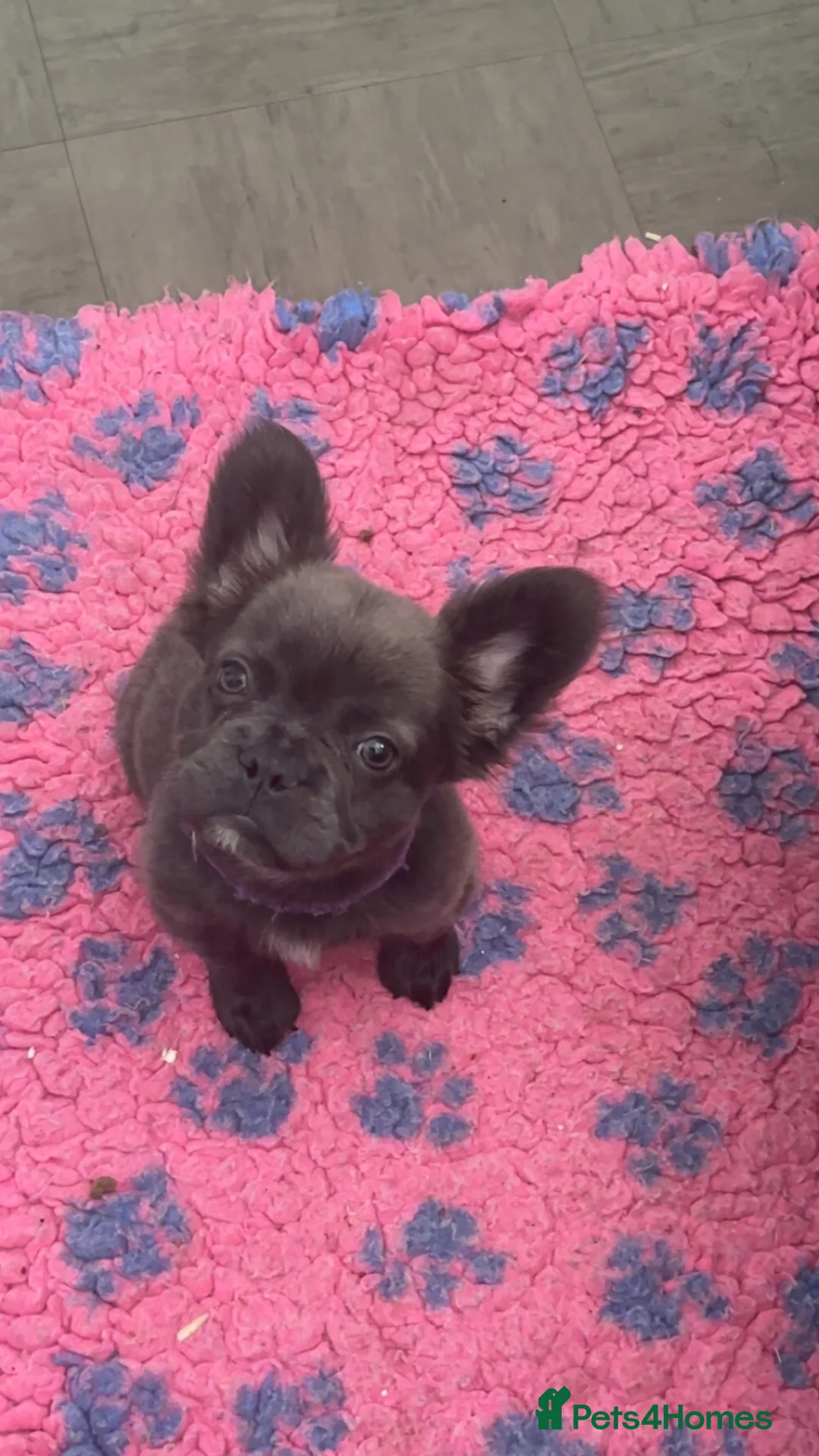 French Bulldog dogs for sale: 11 week old fluffy frenchie - Advert 1