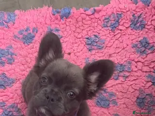 French Bulldog dogs 11 week old fluffy frenchie - Advert 1