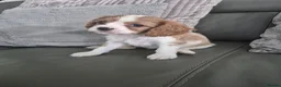Cavapoo dogs for sale: Last 2 F1 Cavapoo's - Ready now - Advert 8