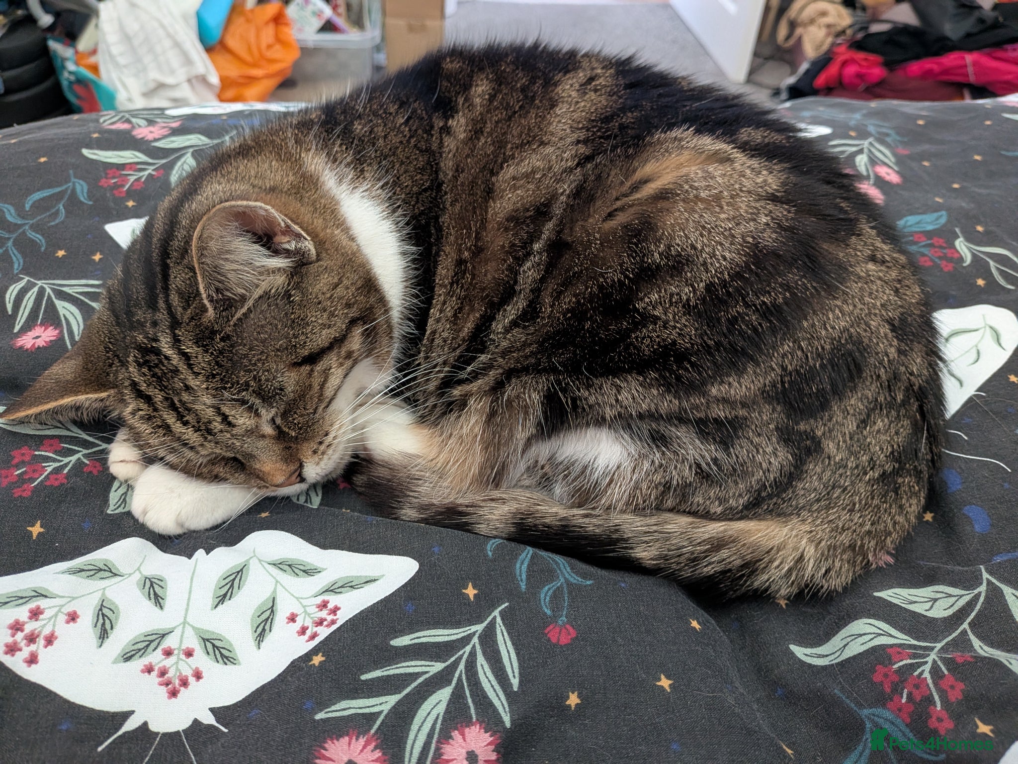 Domestic Shorthair cats Tabby and white older domestic female cat  - Advert 11