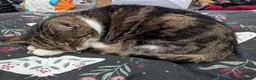 Domestic Shorthair cats for sale: Tabby and white older domestic female cat  - Advert 2