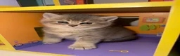 British Shorthair cats for sale: British Shorthair Kittens  - Advert 2