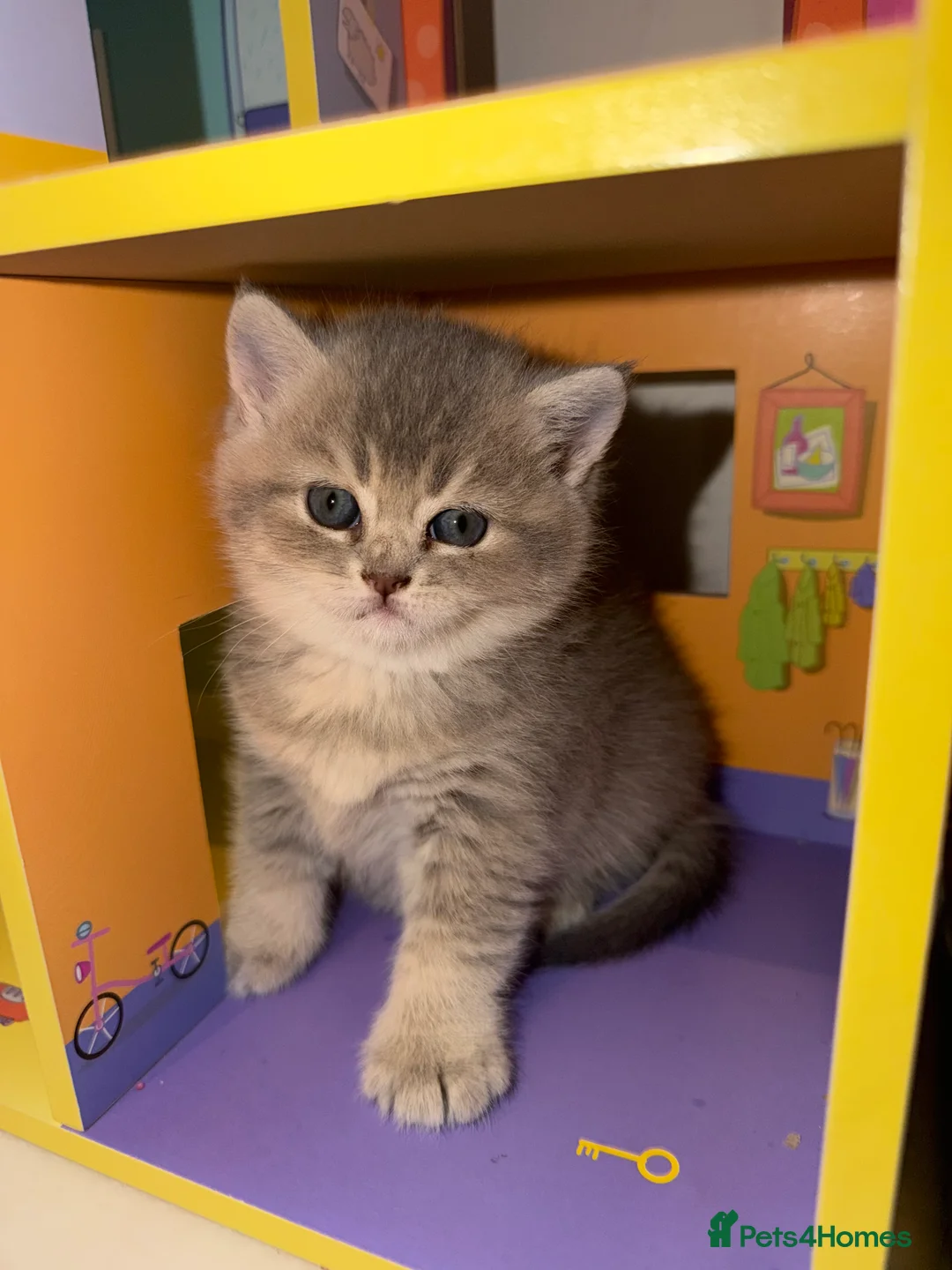 British Shorthair cats for sale: British Shorthair Kittens  - Advert 2