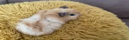Guinea Pig rodents for sale: Gorgeous baby Guinea Pigs - Advert 9