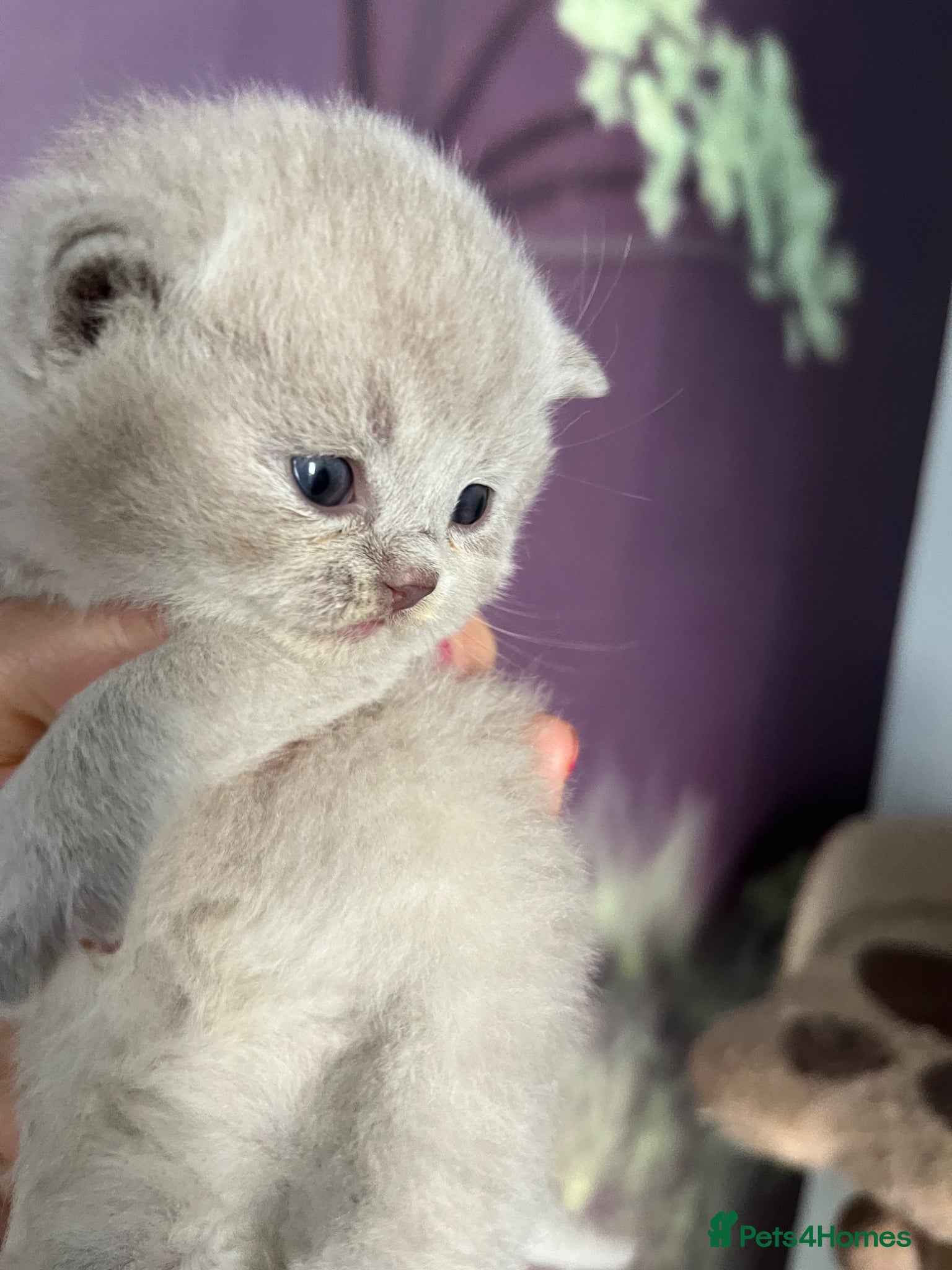 British Shorthair cats GCCF Champion British Shorthairs - Advert 9