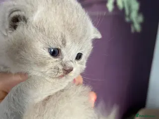 British Shorthair cats GCCF Champion British Shorthairs - Advert 9