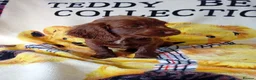 Cocker Spaniel dogs for sale: READY NOW Adorable puppies - Advert 3