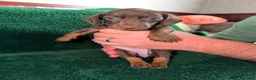 Dachshund dogs for sale: Chocolate and Black/Tan Dachshund puppies  - Advert 6