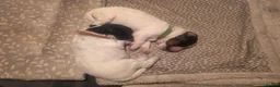 Cockapoo dogs for sale: Beautiful Cockapoo Puppies (5 Boys, 1 Girl) in Doncaster - Advert 6