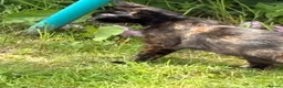 Mixed Breed cats for sale: 3 female kittens - Advert 1