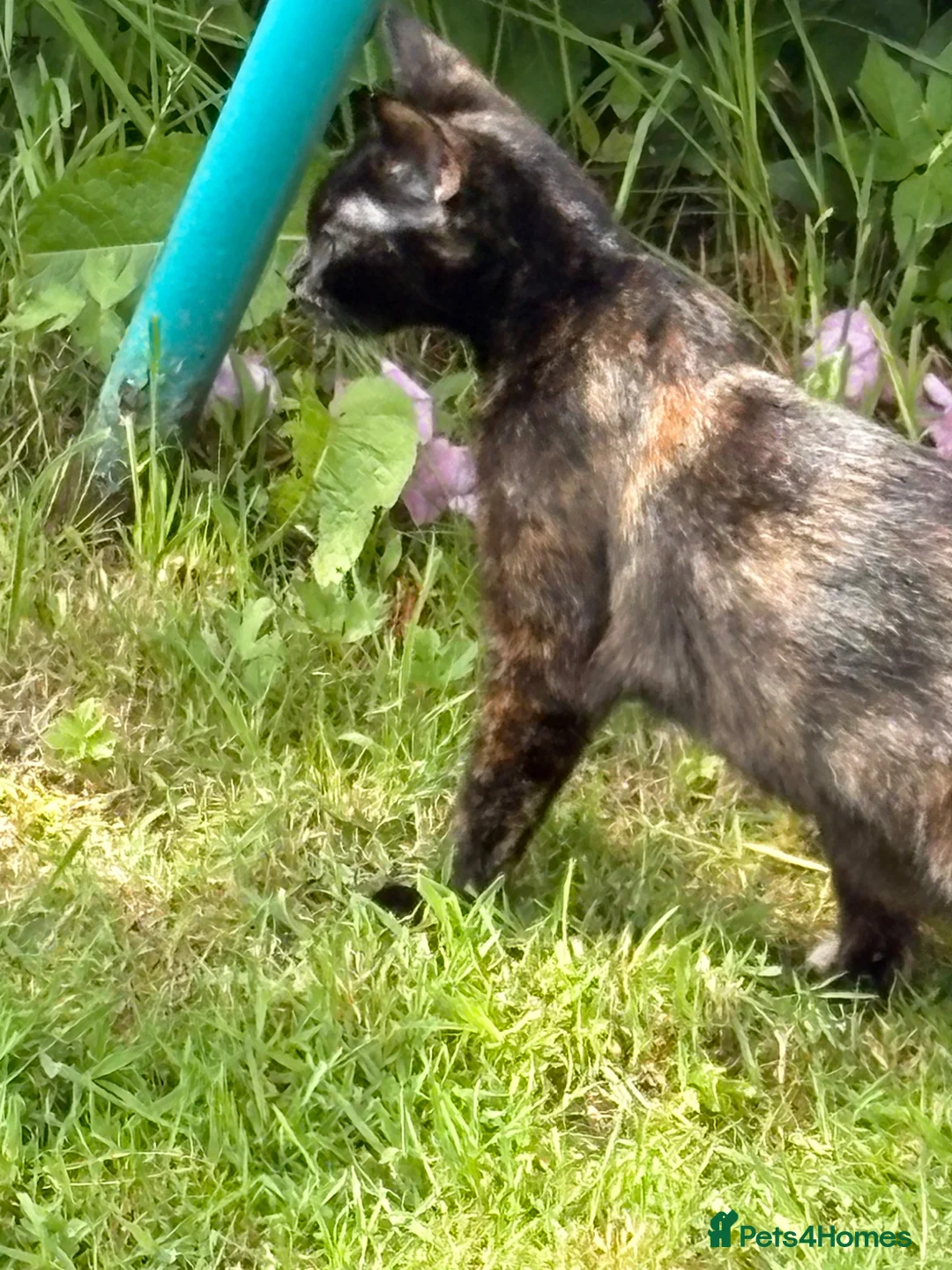 Mixed Breed cats for sale: 3 female kittens - Advert 1